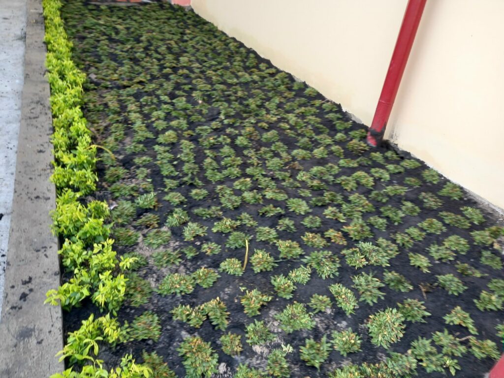 Z5546335619833 e6e13820e3f90091c11cc65e6f007e30